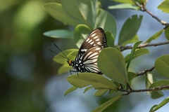 Euripus nyctelius