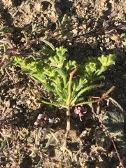 Lastarriaea chilensis