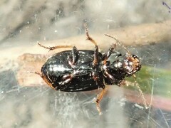 Carabidae
