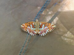 Boloria aquilonaris