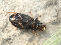 Carabidae