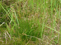 Juncus squarrosus