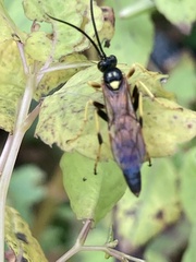 Ichneumonina