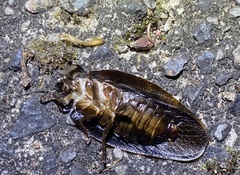Blaberoidea