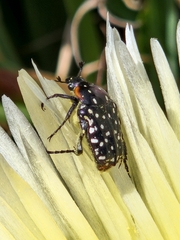 Oxythyrea marginalis