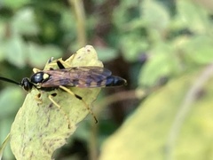 Ichneumonina