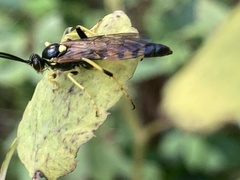 Ichneumonina