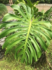 Monstera deliciosa