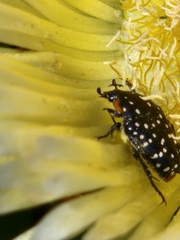 Oxythyrea marginalis