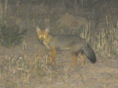 Lycalopex gymnocercus