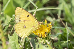 Colias croceus