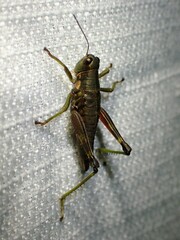 Booneacris glacialis