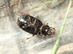 Carabidae