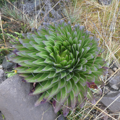 Dendrosenecio