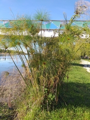 Cyperus papyrus