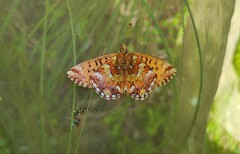 Boloria aquilonaris