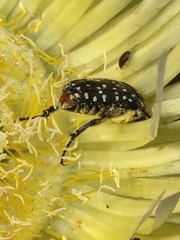 Oxythyrea marginalis