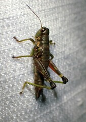 Booneacris glacialis