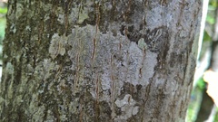 Graphis betulina