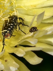 Oxythyrea marginalis