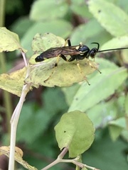 Ichneumonina