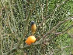 Rauenia bonariensis