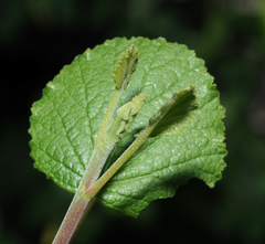 Pterostemon rotundifolius
