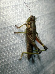 Booneacris glacialis