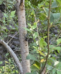 Anoplophora glabripennis