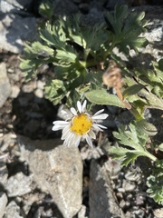 Erigeron compositus