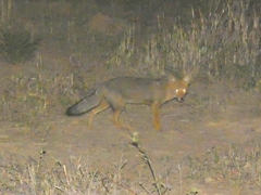 Lycalopex gymnocercus