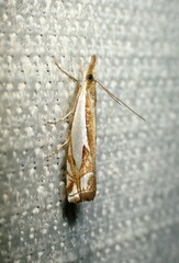 Crambus bidens