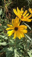 Helianthus