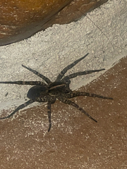 Tigrosa georgicola