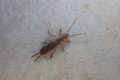 Labidura riparia