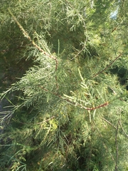 Tamarix africana