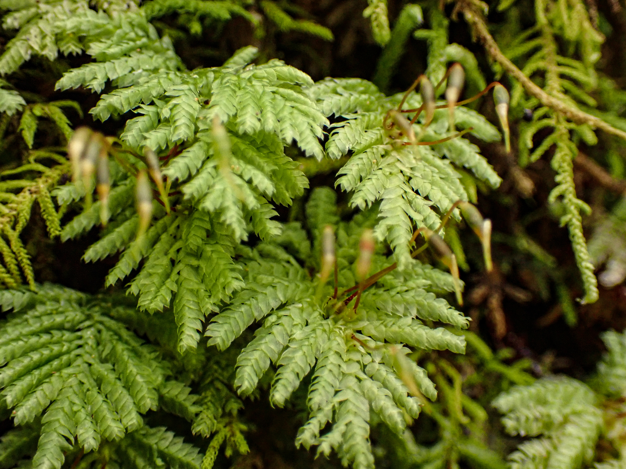 Hypopterygium flavolimbatum