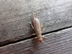 Labidura riparia