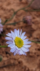 Erigeron religiosus