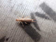 Labidura riparia