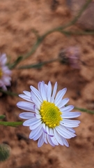Erigeron religiosus