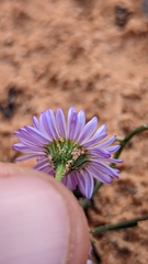 Erigeron religiosus