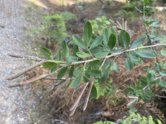 Indigofera cytisoides