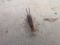 Labidura riparia