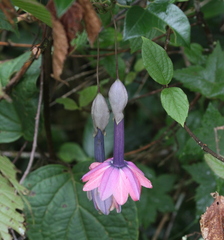 Passiflora cumbalensis
