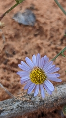 Erigeron religiosus