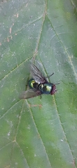 Lucilia sericata