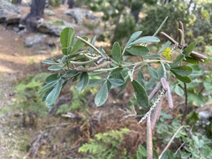 Indigofera cytisoides