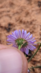 Erigeron religiosus