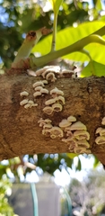 Schizophyllum commune